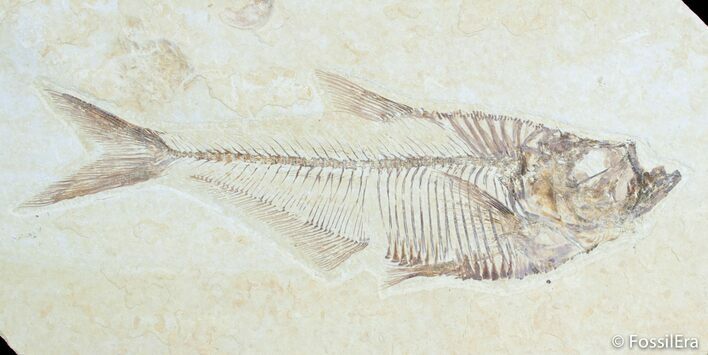 Detailed / Inch Diplomystus Fossil Fish #3095